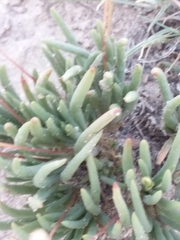 Phemeranthus confertiflorus