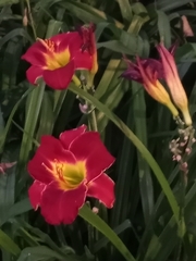 Hemerocallis