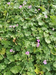 Geranium molle
