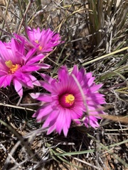 Mammillaria wrightii wrightii