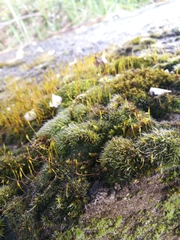 Bryophyta