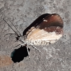 Heterusia