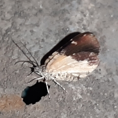 Heterusia