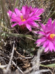 Mammillaria wrightii wrightii