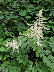 Astilbe biternata