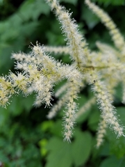 Astilbe biternata