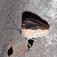 Heterusia