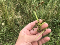 Scirpus georgianus