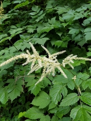 Astilbe biternata