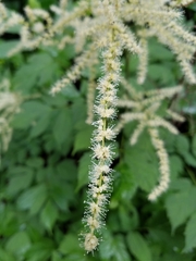 Astilbe biternata
