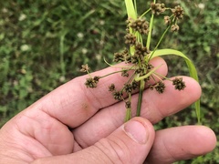Scirpus georgianus