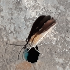 Heterusia