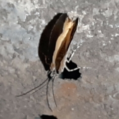 Heterusia