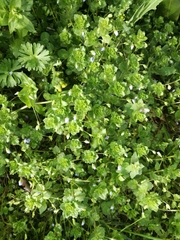 Veronica persica