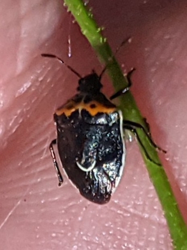 Hedge Nettle Stink Bug photo 5