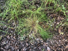 Carex albolutescens