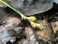 Carex albolutescens