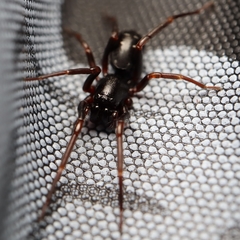 Oedignatha scrobiculata