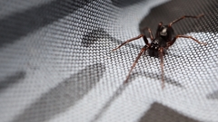 Oedignatha scrobiculata