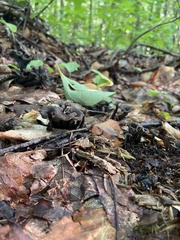 Craterellus caeruleofuscus