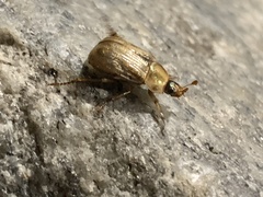 Exomala orientalis