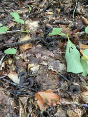 Craterellus caeruleofuscus