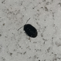 Sehirus cinctus albonotatus