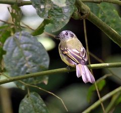 Leptopogon superciliaris