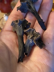 Craterellus caeruleofuscus