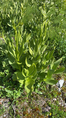 Veratrum californicum