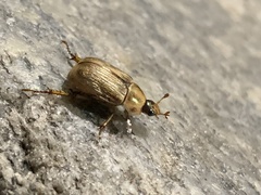 Exomala orientalis