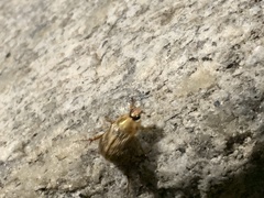 Exomala orientalis