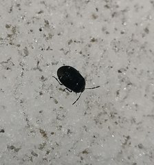 Sehirus cinctus albonotatus