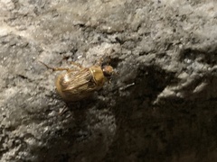 Exomala orientalis