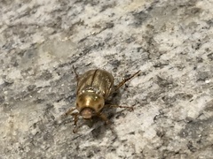 Exomala orientalis
