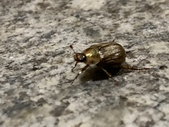 Exomala orientalis