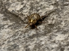Exomala orientalis