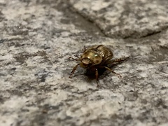 Exomala orientalis