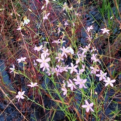 Sabatia brachiata
