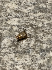 Exomala orientalis