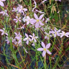 Sabatia brachiata