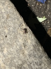 Exomala orientalis