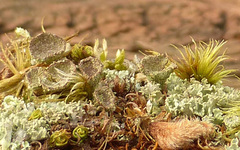 Cladonia grayi