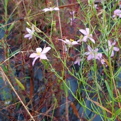 Sabatia brachiata