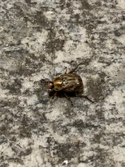 Exomala orientalis