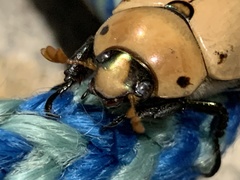 Pelidnota punctata
