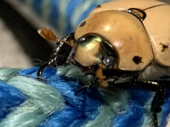 Pelidnota punctata