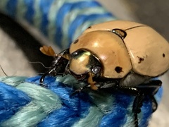 Pelidnota punctata