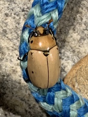 Pelidnota punctata