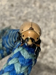Pelidnota punctata